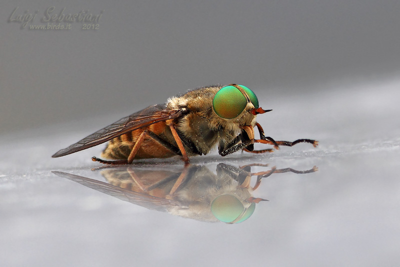 Philipomyia aprica